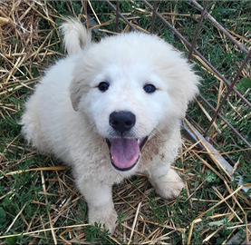 Cuccioli di pastore maremmano abruzzese