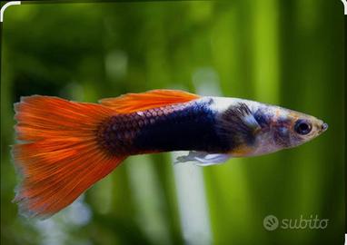 Guppy 1 euro