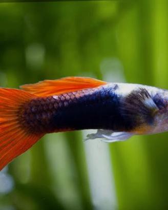 Guppy 1 euro