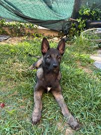 Cucciola di Pastore Belga Malinois