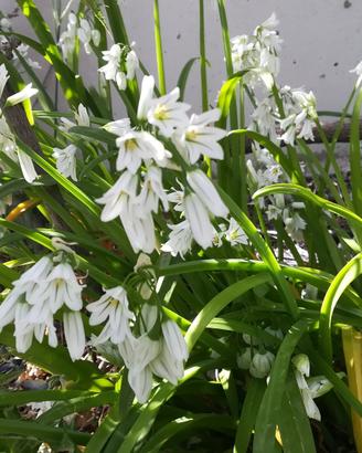 Allium Triquetrum 30 bulbi