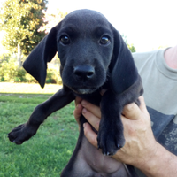 Cucciolo di Hybrid Weimaraner