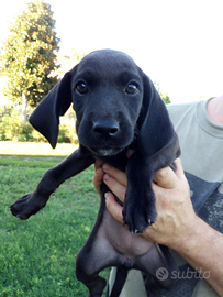 Cucciolo di Hybrid Weimaraner