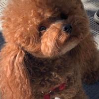 Barbincino toy red pedigree enci per accoppiamento