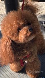 Barbincino toy red pedigree enci per accoppiamento