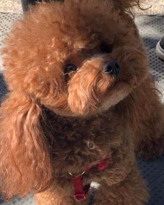 Barbincino toy red pedigree enci per accoppiamento