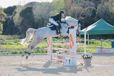 cavalla Zangersheide del 2012 come fattrice