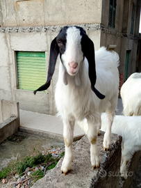 Capretti maltese
