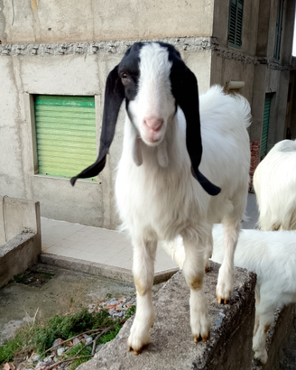 Capretti maltese