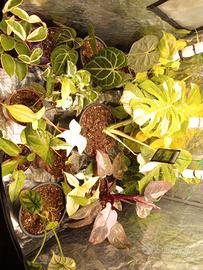 Lotto 13 piante tropicali da collezione –variegate