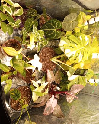 Lotto 13 piante tropicali da collezione –variegate