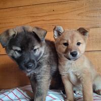 Cuccioli di Shiba-Inu