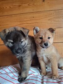Cuccioli di Shiba-Inu