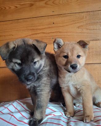 Cuccioli di Shiba-Inu