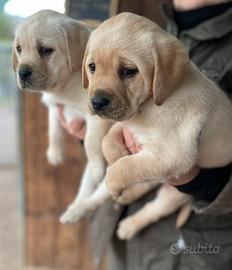 Labrador femmine con pedigree