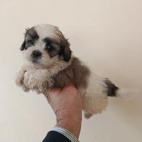 Cuccioli di schizu mini