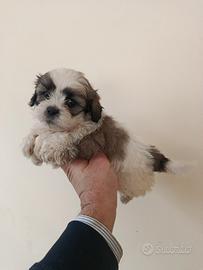 Cuccioli di schizu mini