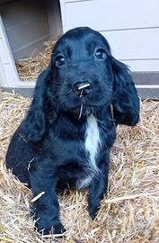 Cucciola cocker spaniel