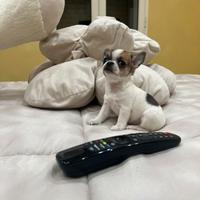 Chihuahua femmina bianco o marrone mini Toy