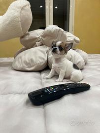 Chihuahua femmina bianco o marrone mini Toy