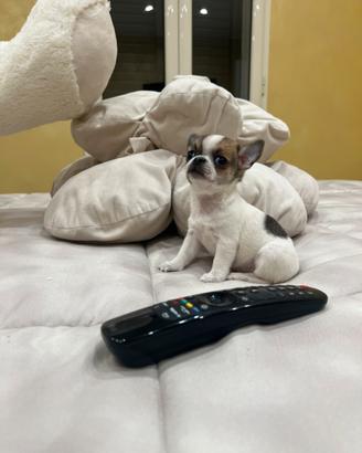 Chihuahua femmina bianco o marrone mini Toy