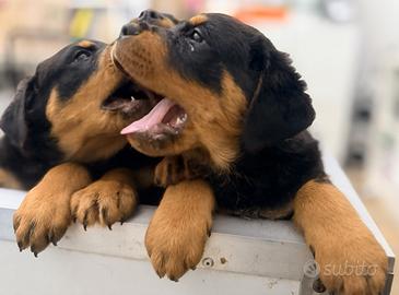 Cuccioli di Rottweiler con pedigree
