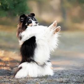 Pastore dello shetland il lassie Nano