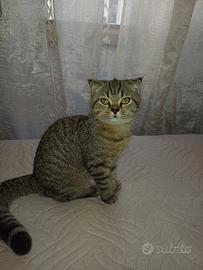 Gattina Scottish Fold