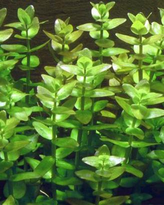 Caridine pesci piante ampullarie