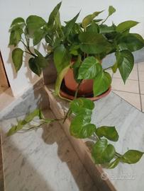piante come da foto