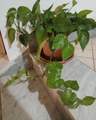piante come da foto
