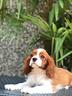cavalier-king