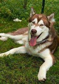 Alaskan malamute di 1 anno