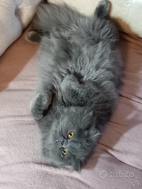 Cucciolone di gatto Persiano