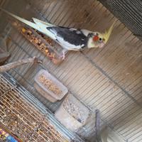 Calopsite da imbecco pezzati