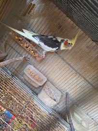 Calopsite da imbecco pezzati