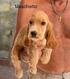 Cocker maschio cucciolo