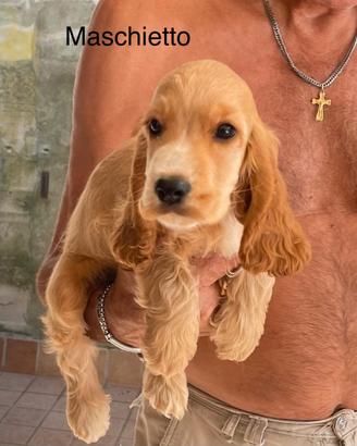 Cocker maschio cucciolo