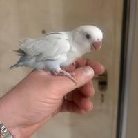 Inseparabile allevato a mano