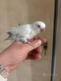 Inseparabile allevato a mano