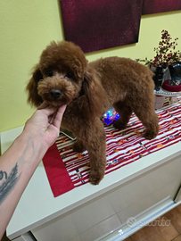 Barboncino red 8 mesi