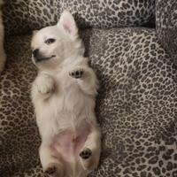 Cuccioli di Chihuawa