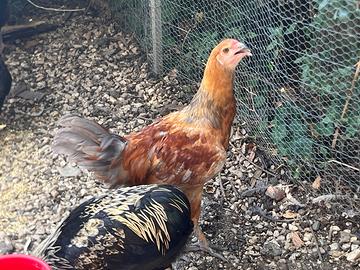 Giovani galli olive egger