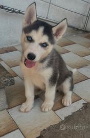 Cucciolo Husky