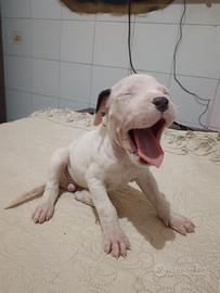 Dogo argentino