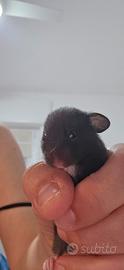 Cuccioli Criceti Dorati ( Siriani )