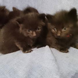 Meravigliosi gattini Bombay/norvegese e persiano