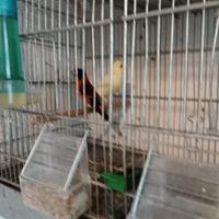 Coppia canarina e cardellino Venezuela