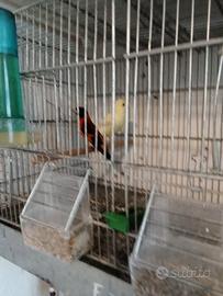 Coppia canarina e cardellino Venezuela