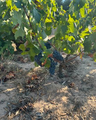 Carignano